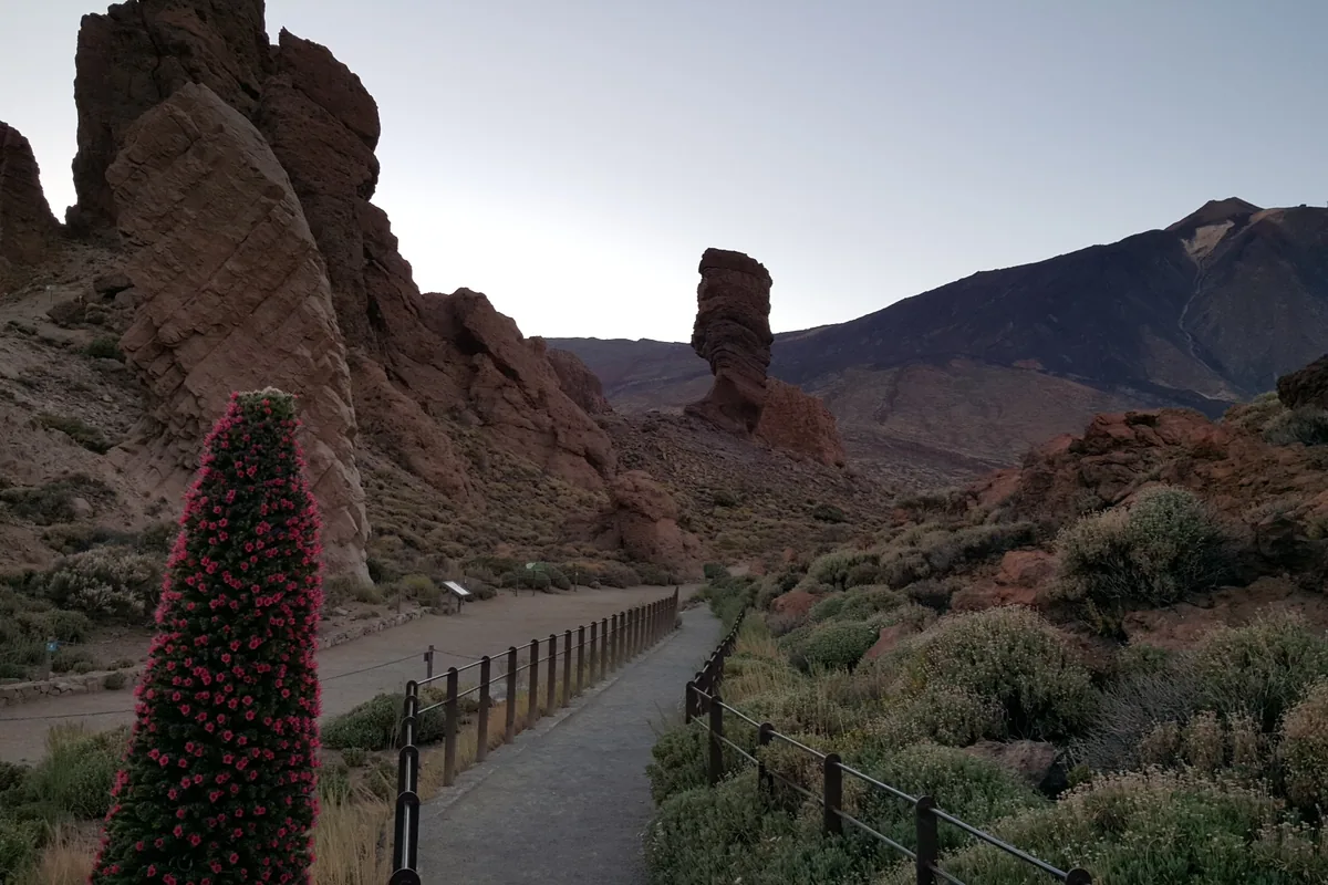 A path through volcanic rock formations in Teide National Park at dusk, with a tall flower spike covered in red blooms beside it and the dark flank of the volcano on the right
